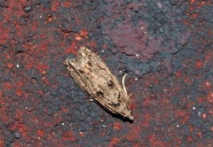 Proteoteras crescentana