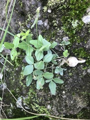 Macroptilium gibbosifolium