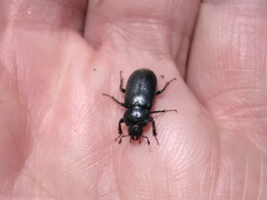 Platycerus marginalis