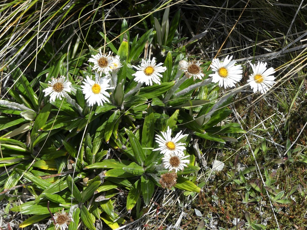 Common Mountain Daisy from Castle Hill, New Zealand on January 08, 2018