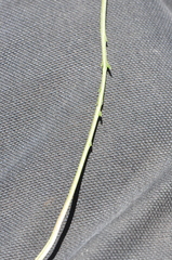 Nothocalais alpestris