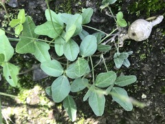 Macroptilium gibbosifolium