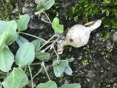 Macroptilium gibbosifolium