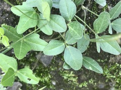 Macroptilium gibbosifolium