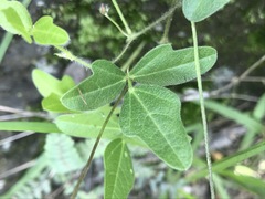 Macroptilium gibbosifolium
