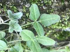 Macroptilium gibbosifolium