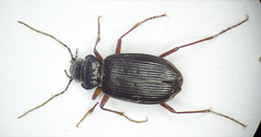 Nebria rufescens