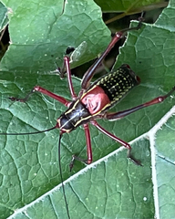 Barbitistes vicetinus