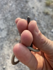 Sonora taylori
