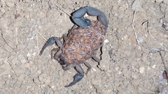 Centruroides margaritatus