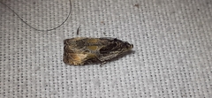 Olethreutes connectum
