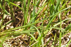 Nothocalais alpestris