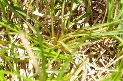 Nothocalais alpestris