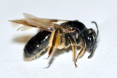 Andrena integra