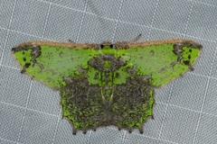 Agathia cristifera
