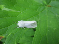Spilosoma urticae