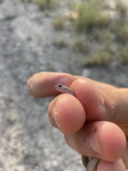 Sonora taylori