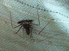 Acanthophrynus coronatus