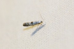 Argyresthia thuiella