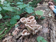Pleurotus cornucopiae