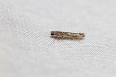 Neurobathra strigifinitella