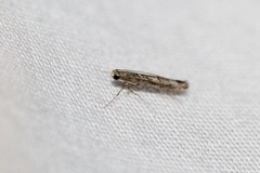 Neurobathra strigifinitella