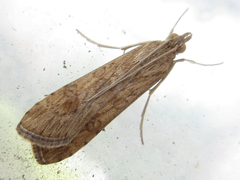 Nomophila noctuella