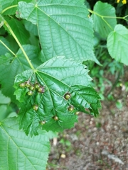Didymomyia tiliacea