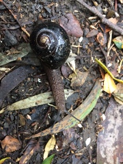 Victaphanta compacta