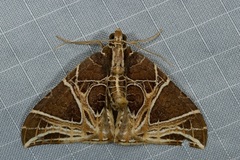 Ecliptopera rectilinea