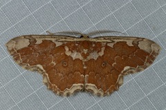 Orthoserica rufigrisea