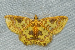 Pseudopolynesia amplificata