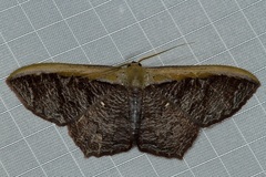 Zythos strigata
