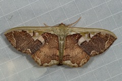 Zythos turbata