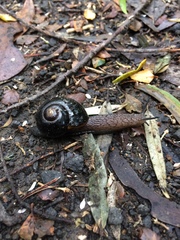 Victaphanta compacta