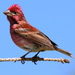 Purple Finch - Photo (c) Jean-Guy Dallaire, some rights reserved (CC BY-NC-ND)