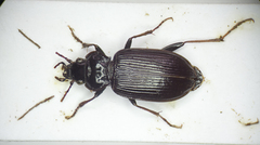 Nebria salina