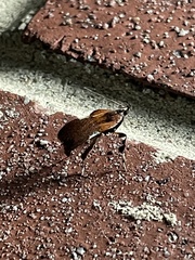 Galasa nigrinodis
