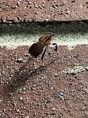 Galasa nigrinodis