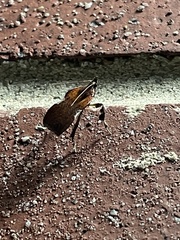Galasa nigrinodis