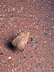 Galasa nigrinodis