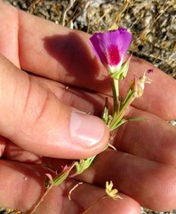 Clarkia speciosa