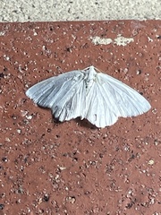 Lomographa vestaliata