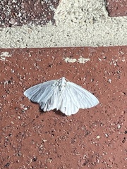 Lomographa vestaliata