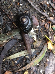 Victaphanta compacta
