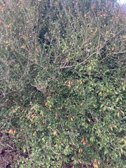 Justicia floribunda