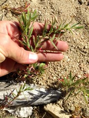 Epilobium canum