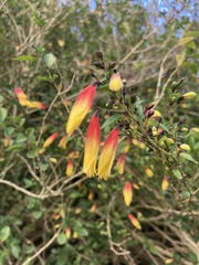 Justicia floribunda