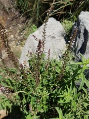 Lysimachia dubia