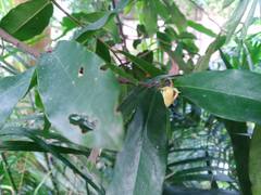 Polyalthia suberosa